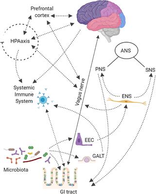 Human Gut-Microbiota Interaction in Neurodegenerative Disorders and Current Engineered Tools for Its Modeling